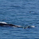 Dolphin playing with Whales